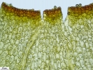 Weissia condensa var. condensa