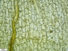 Weissia condensa var. condensa