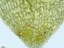 Weissia condensa var. condensa