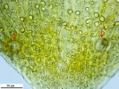 Weissia condensa var. condensa