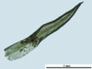 Weissia condensa var. condensa