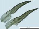 Weissia condensa var. condensa