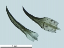 Weissia condensa var. condensa