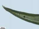 Weissia condensa var. condensa