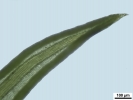 Weissia condensa var. condensa