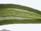 Weissia condensa var. condensa