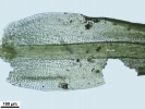 Weissia condensa var. condensa