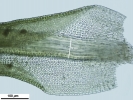 Weissia condensa var. condensa