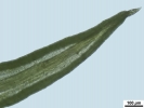 Weissia condensa var. condensa