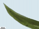 Weissia condensa var. condensa