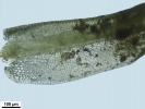 Weissia condensa var. condensa