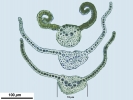 Weissia condensa var. condensa