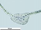 Weissia condensa var. condensa