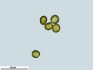 Weissia condensa var. condensa