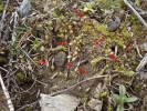 Pyramidula tetragona