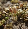 Pyramidula tetragona