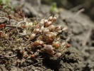 Pyramidula tetragona