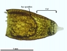 Pyramidula tetragona