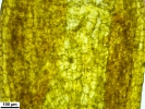 Pyramidula tetragona
