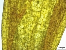Pyramidula tetragona