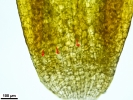Pyramidula tetragona