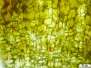 Pyramidula tetragona