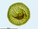 Pyramidula tetragona