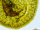 Pyramidula tetragona