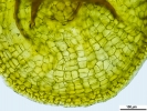 Pyramidula tetragona