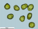 Pyramidula tetragona