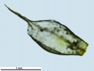 Pyramidula tetragona