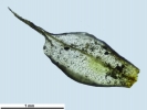 Pyramidula tetragona