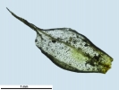 Pyramidula tetragona
