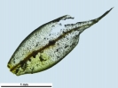 Pyramidula tetragona