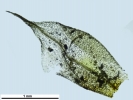 Pyramidula tetragona