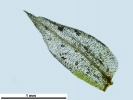 Pyramidula tetragona