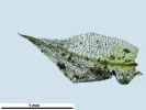 Pyramidula tetragona