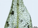 Pyramidula tetragona