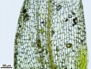 Pyramidula tetragona
