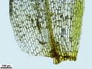 Pyramidula tetragona