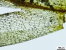 Pyramidula tetragona