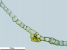 Pyramidula tetragona