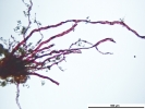 Pyramidula tetragona