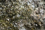 Cephaloziella baumgartneri