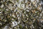 Cephaloziella baumgartneri