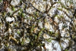 Cephaloziella baumgartneri