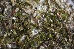 Cephaloziella baumgartneri