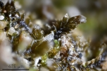 Cephaloziella baumgartneri