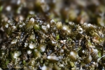 Cephaloziella baumgartneri