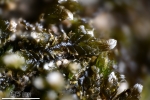 Cephaloziella baumgartneri